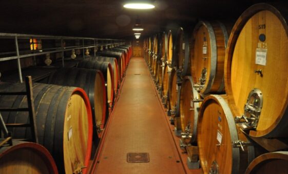 Wine Barrels in Cellar